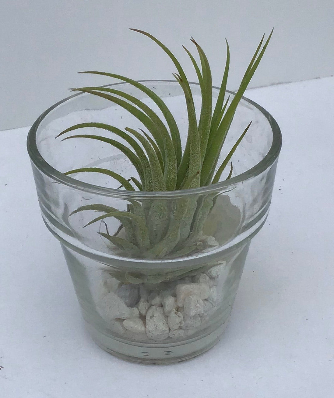 Tillandsia AKA Air Plants - “Assorted” – Vankampens Greenhouses