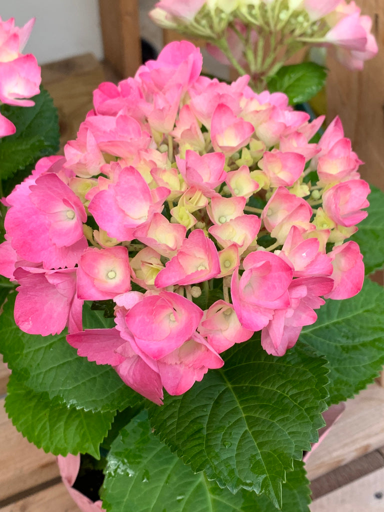 Spring Hydrangea(Pink/Blue) INDOORS ONLY
