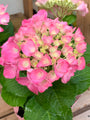 Spring Hydrangea(Pink/Blue) INDOORS ONLY
