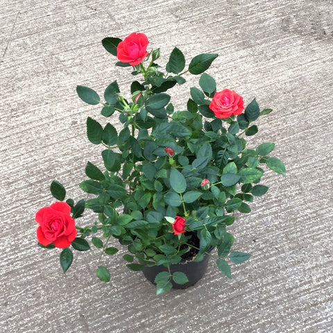 Rose Mini INDOORS (4