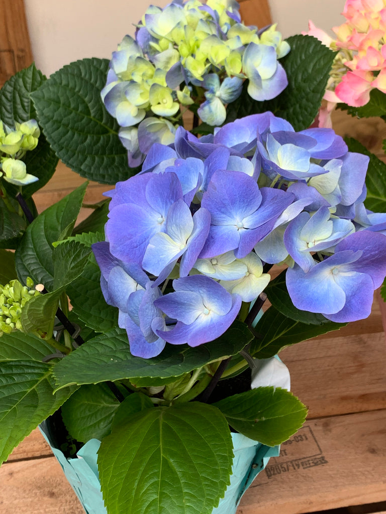 Spring Hydrangea(Pink/Blue) INDOORS ONLY