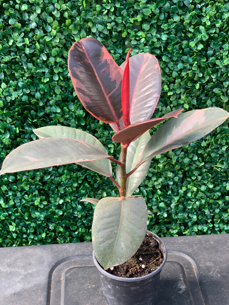 Ficus - 4