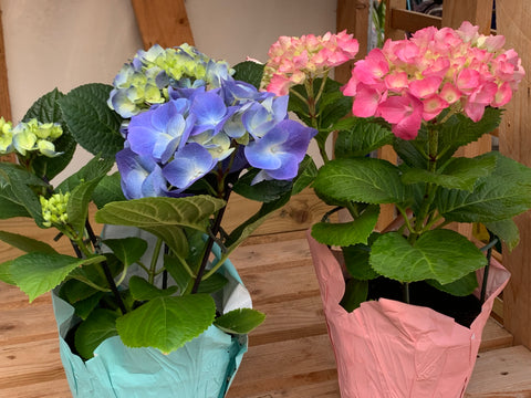 Spring Hydrangea(Pink/Blue) INDOORS ONLY