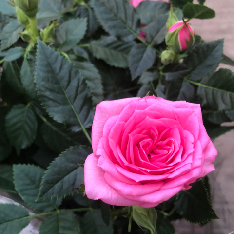 Miniature Rose 6