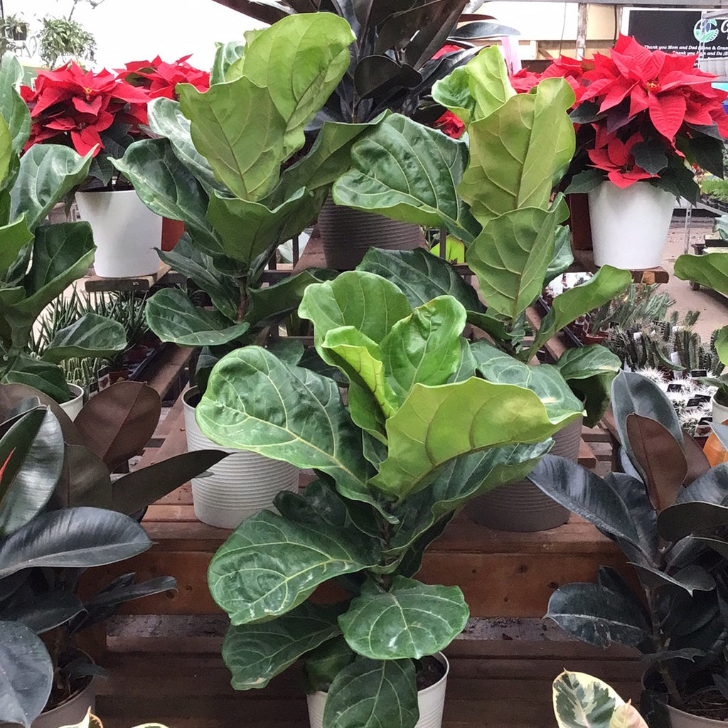 Ficus - 