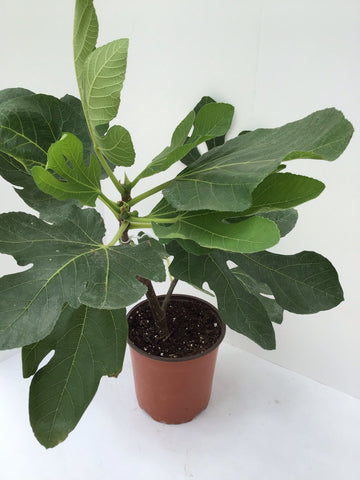 Fig Tree ~ 1 Gal Ficus Carica