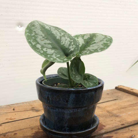 Pothos - 
