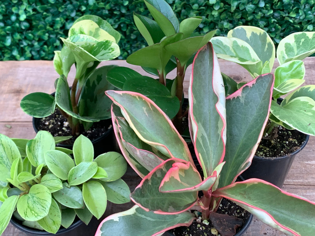 Peperomia - “Assorted”