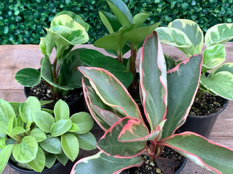 Peperomia - “Assorted”