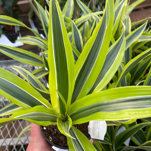 Dracaena - “Lemon Lime”